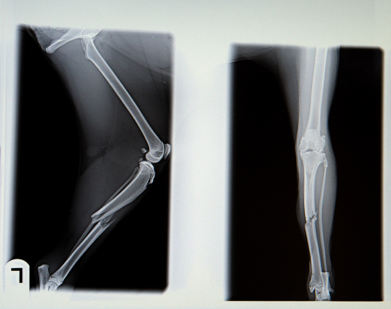 X-ray radiograph of dog’s broken leg