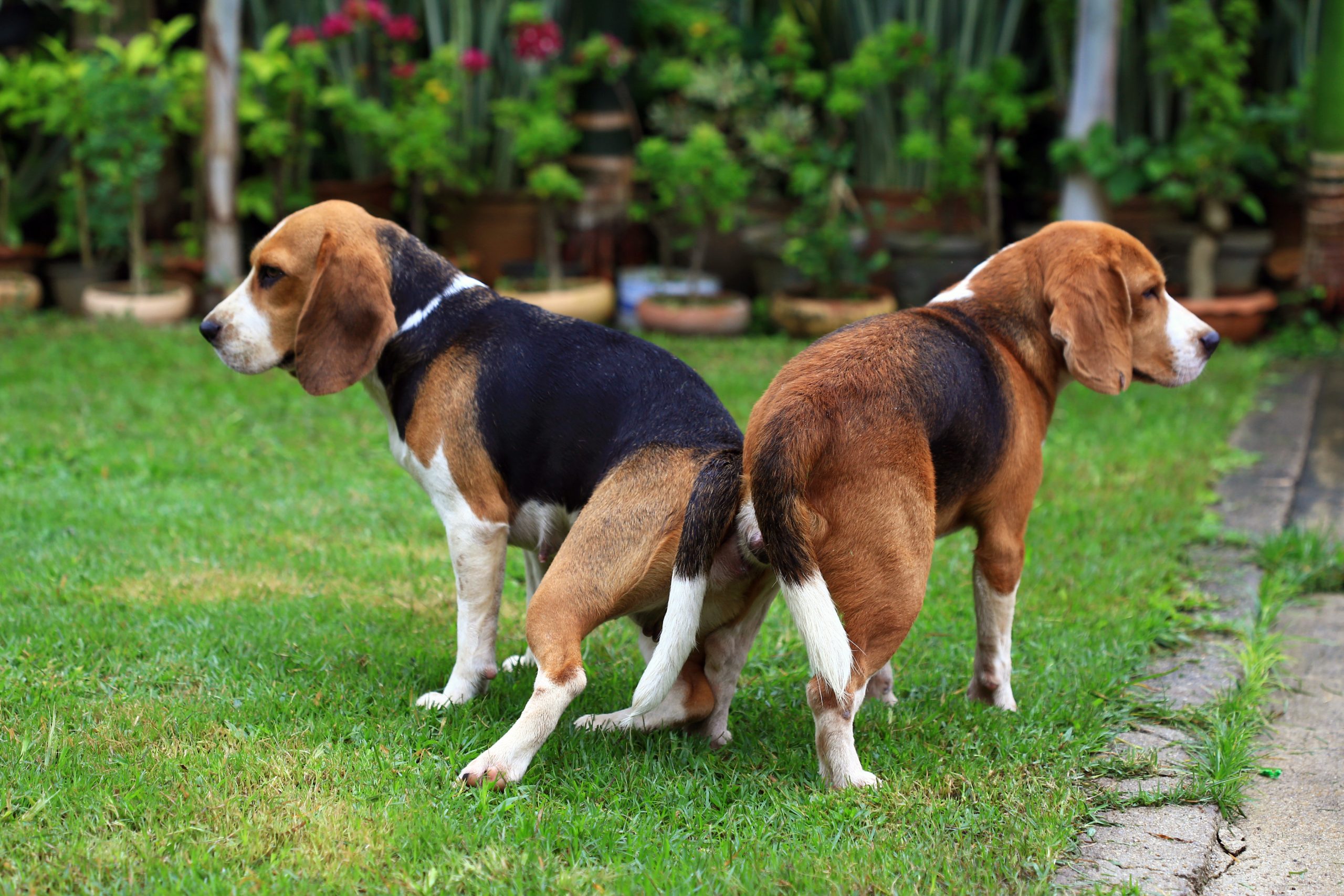 can neutered dogs still knot