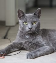 Is my cat lonely without another cat?