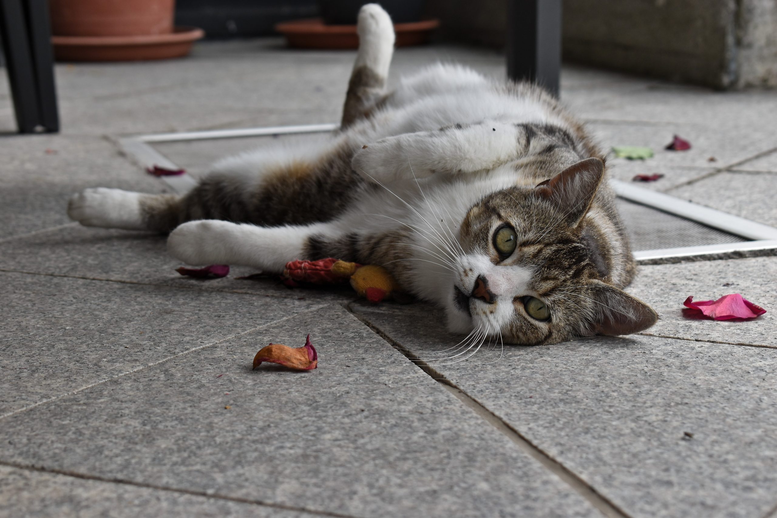 How Do I Know If My Cat Has Started Puberty Vet Help Direct