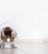 The 5 best cat foods for 2023