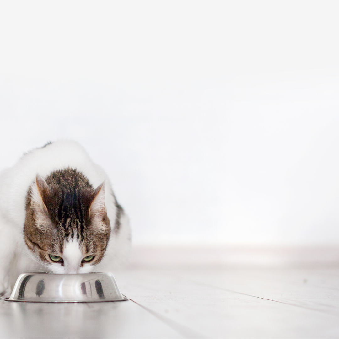 The 5 best cat foods for 2023 Vet Help Direct