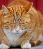 All about feline dysautonomia