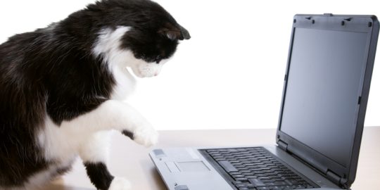 Cat using computer