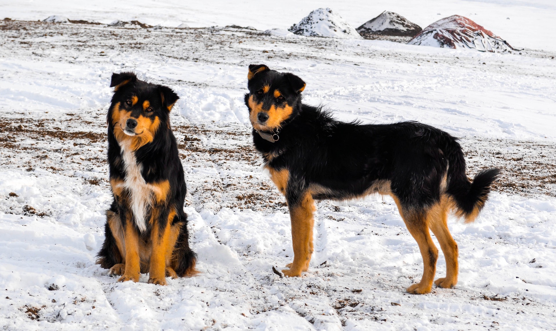 Can Dogs Get Frostbite? - Vet Help Direct