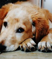 5 signs that your dog is lonely