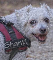 Snowy’s Story: A dog with breast cancer