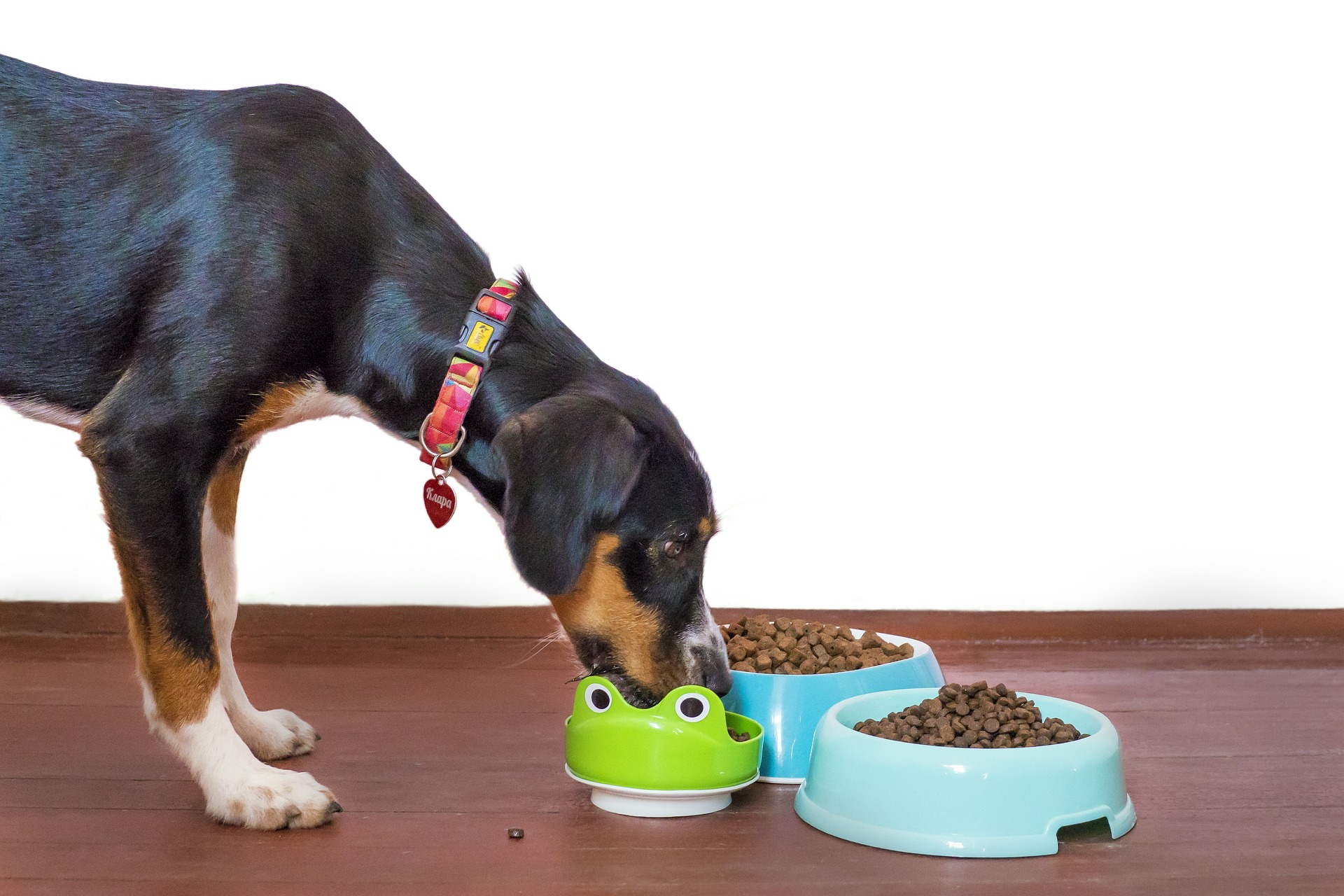 How should I feed an active working dog? - Vet Help Direct