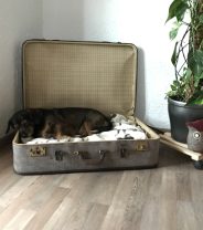Moving house checklist for your dog
