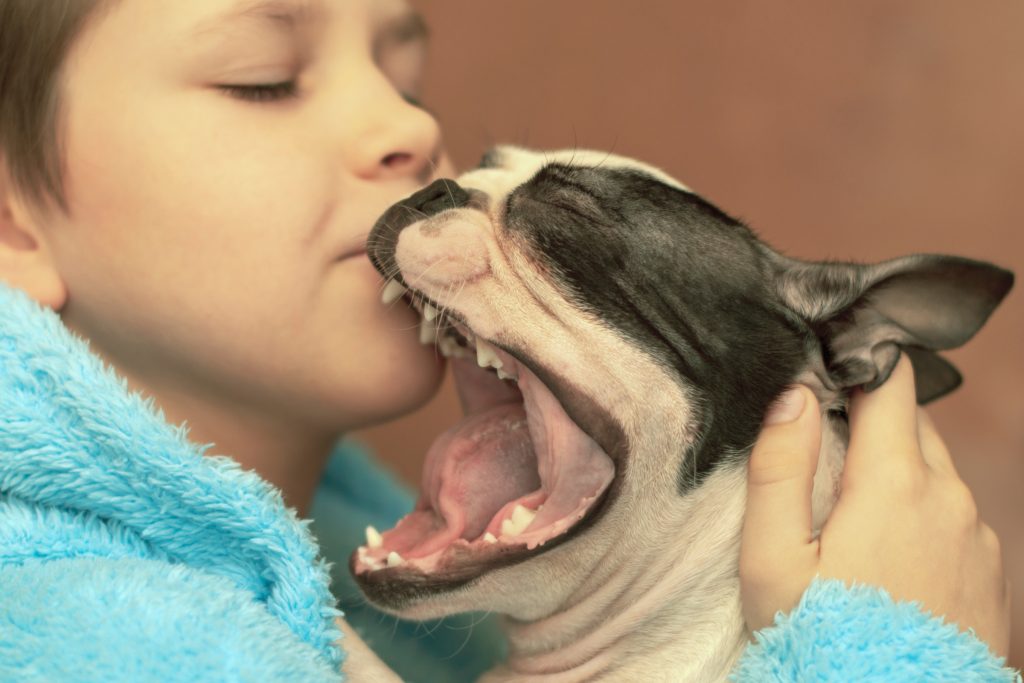 Why Does My Dog Yawn When I Kiss Him? Vet Help Direct