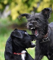 How to deal with a dog fight – 5 dos and 5 do nots