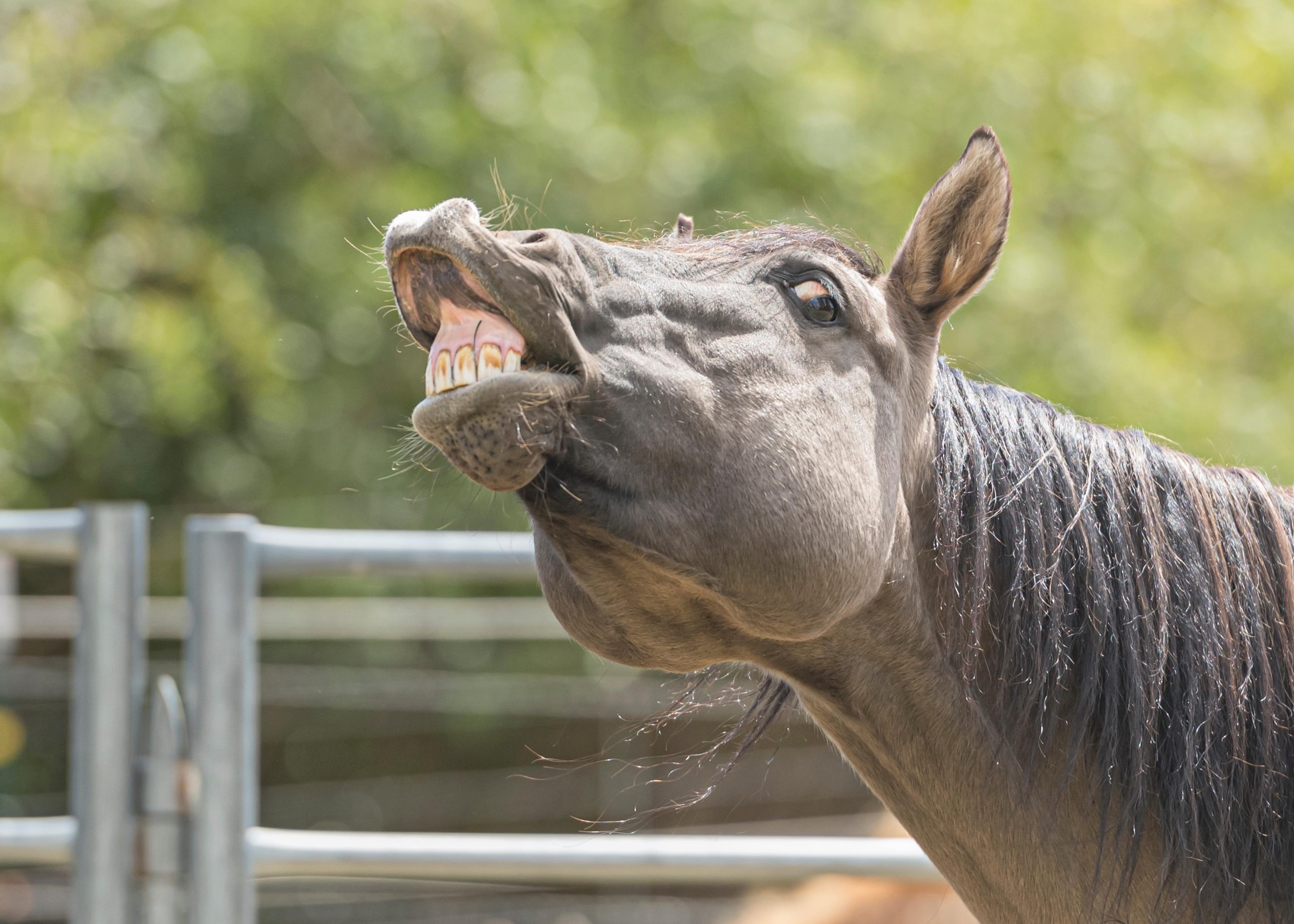 Why does my gelding get excited around mares? Vet Help Direct