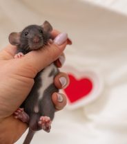 Why do rats have such big balls?