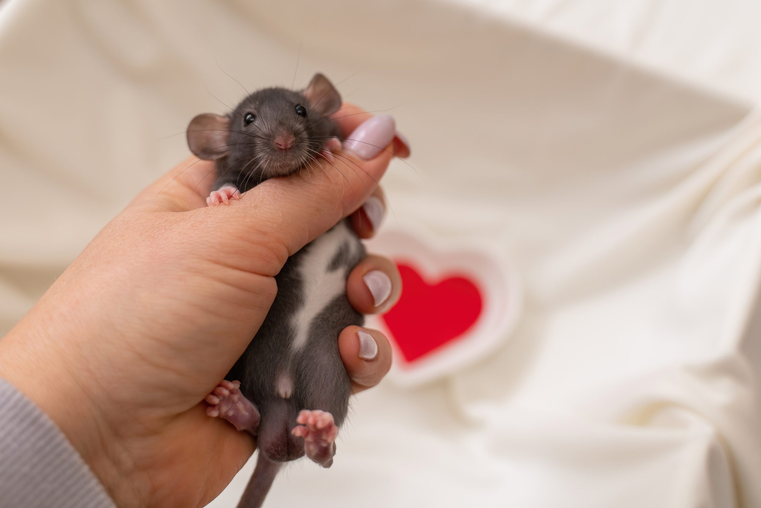 Why do rats have such big balls? - Vet Help Direct