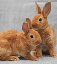Do Rabbits Really Need Company?