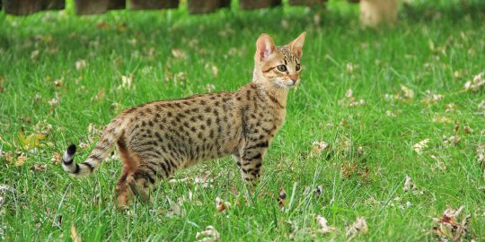 Savannah cat on a lawn