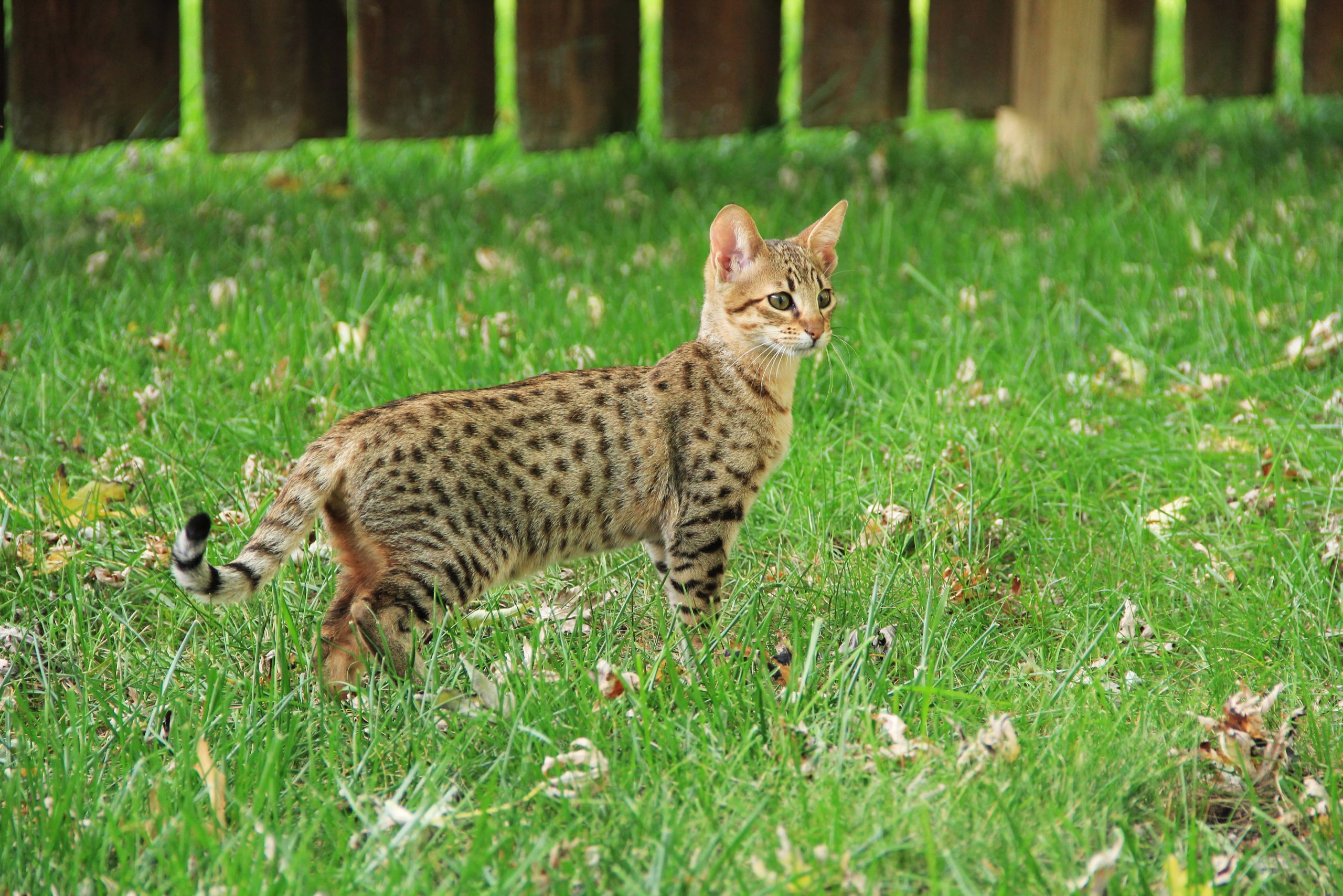 Savannah sales cat aggressive