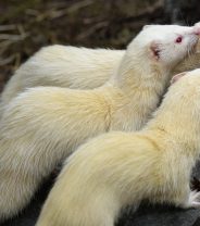 Do Ferrets Have to Mate or They Die?