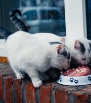 Is more meat always better in cat food?