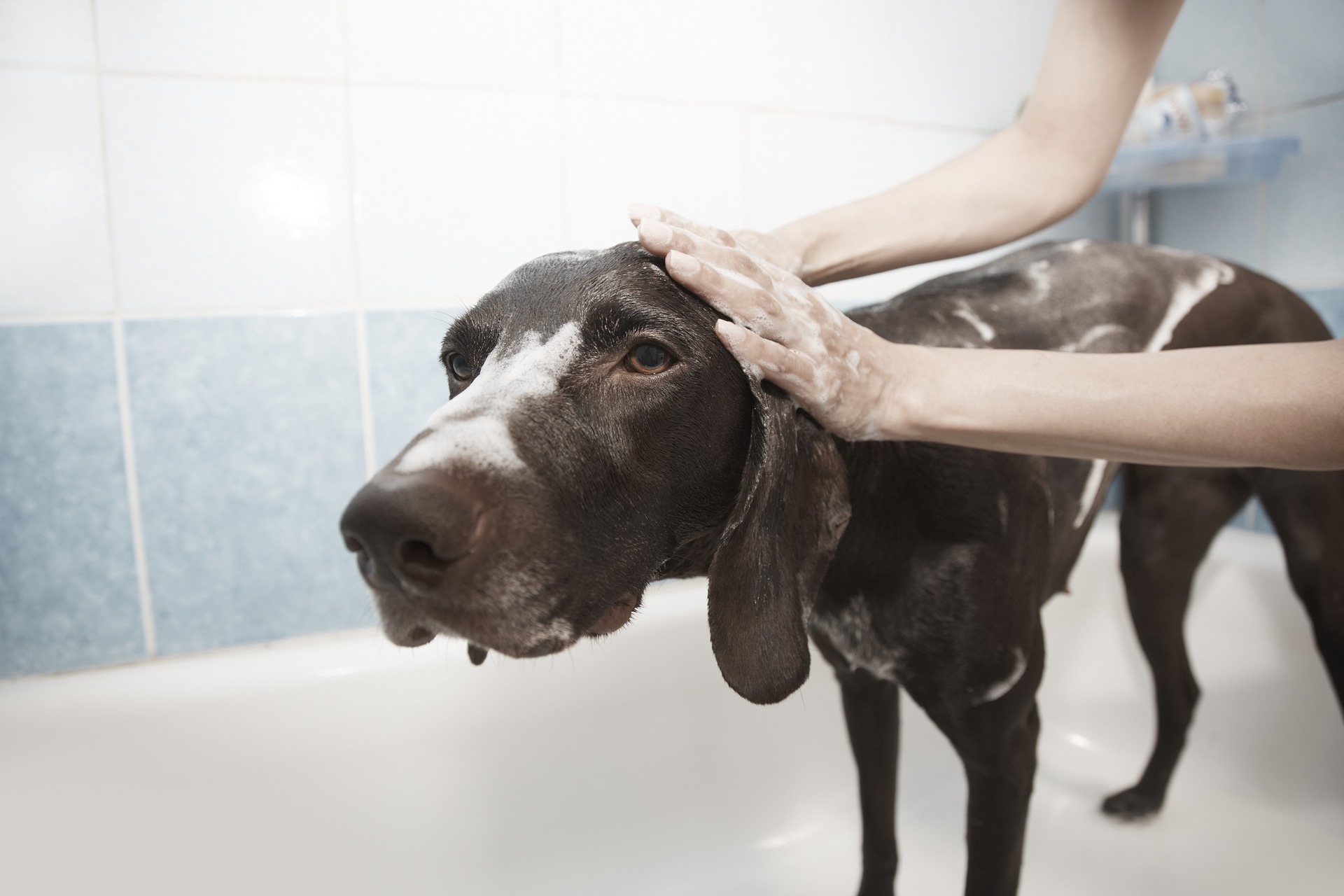 Dog being bathed and shampooed