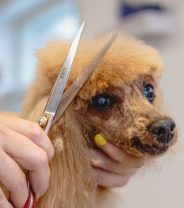 Finding a good dog groomer