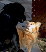 Why does my dog growl at other dogs?