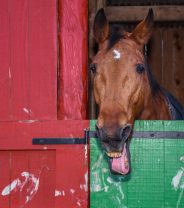 Can a horse break their tongue bone?