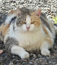 What's special about weight control diets for cats?