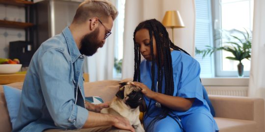 Vet doing a home visit and examining pug with owner in house