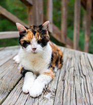 How should I feed a cat with an overactive thyroid?