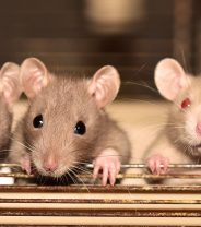 Are there different breeds of rats?