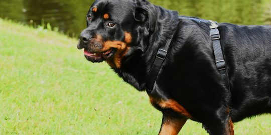 "Maggie” the Rottweiler looking anxious on a walk by the lake