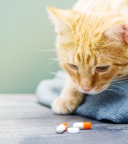 Why did the vet prescribe clopidogrel to my cat?