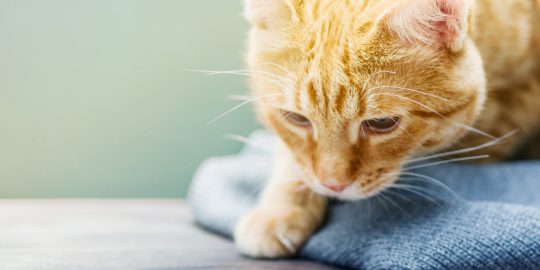 Cat investigating pill