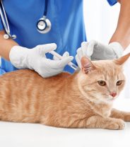 How effective are cat flu vaccines?