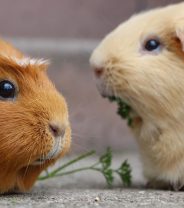 Why does my guinea pig vibrate?