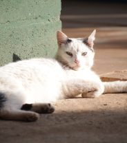Do cats get skin cancer?