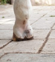 Equine Leukocytoclastic vasculitis