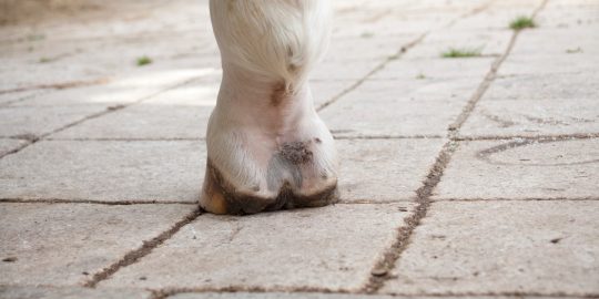 Horse with pastern dermatitis lesion