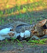 What should you do if your cat catches a wild animal?