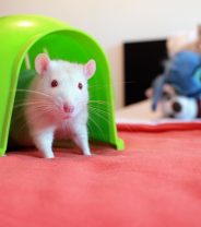 Best houses for rats