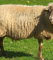 Lameness in sheep - what to do