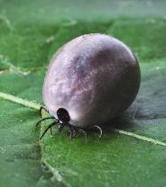 Tick treatment and environmental contamination - what's the best way forwards?