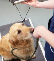 What to expect in a diabetes clinic at the vets