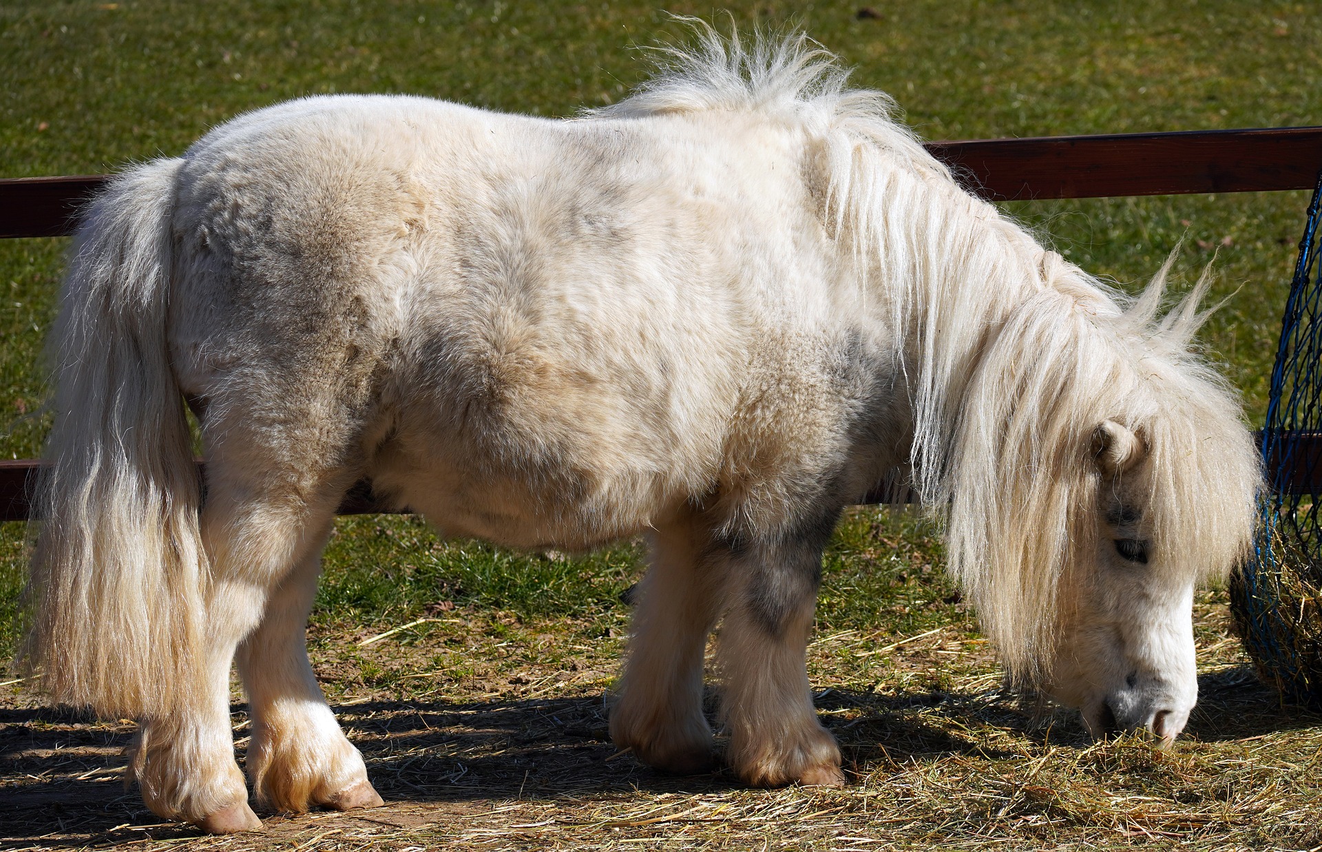 Fat shetland pony