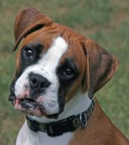 Case story - Bad eye in a Boxer dog