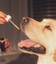 Can fish oil help my dog's arthritis?