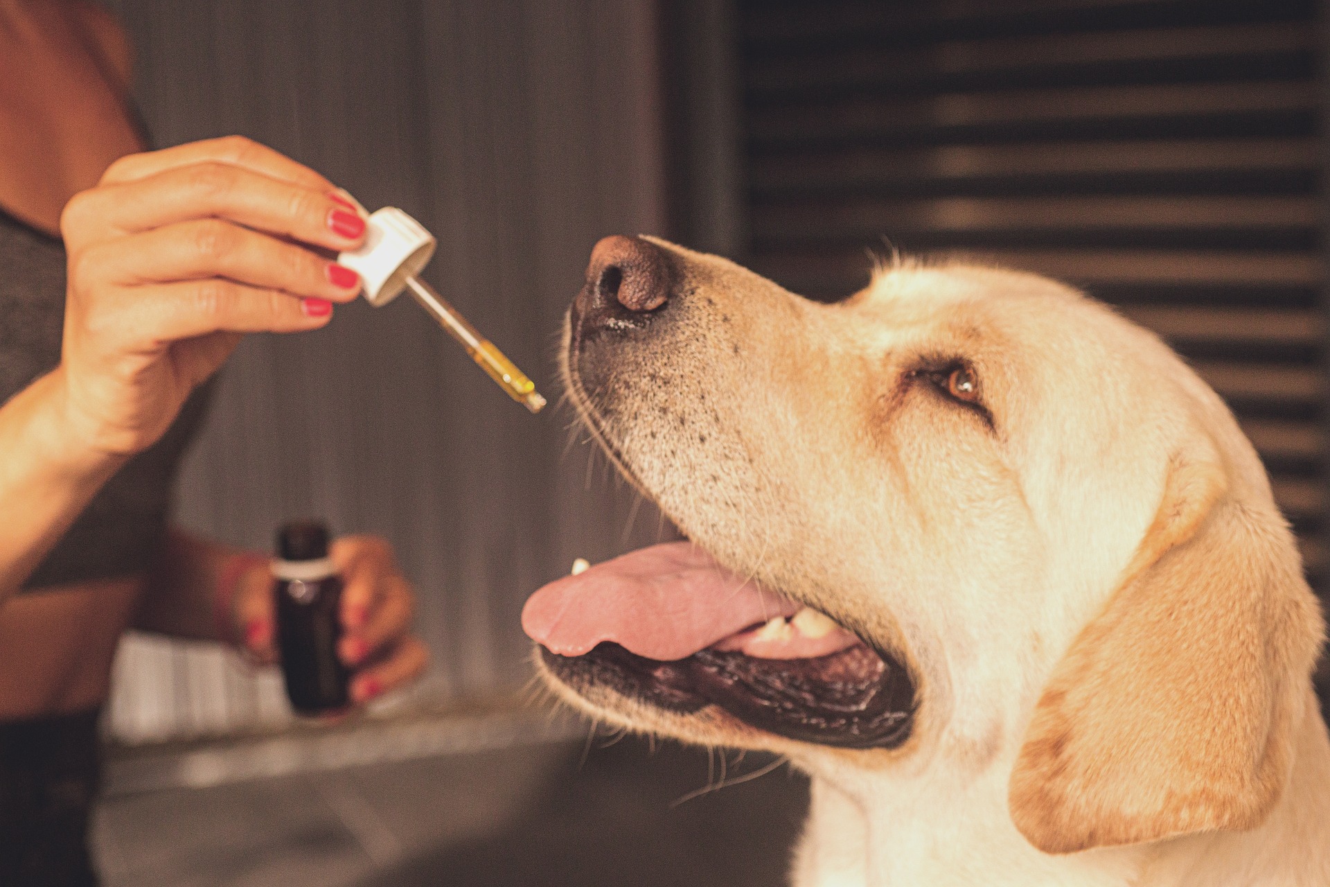 Fish Oil For Dogs  Canine Arthritis Resources and Education