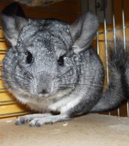 Do Chinchillas make good pets?