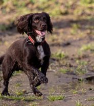 Is mud dangerous for dogs?